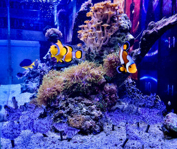 Healthy clownfish in a professionally managed aquarium