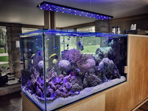 Healthy aquarium maintained through Complete Care