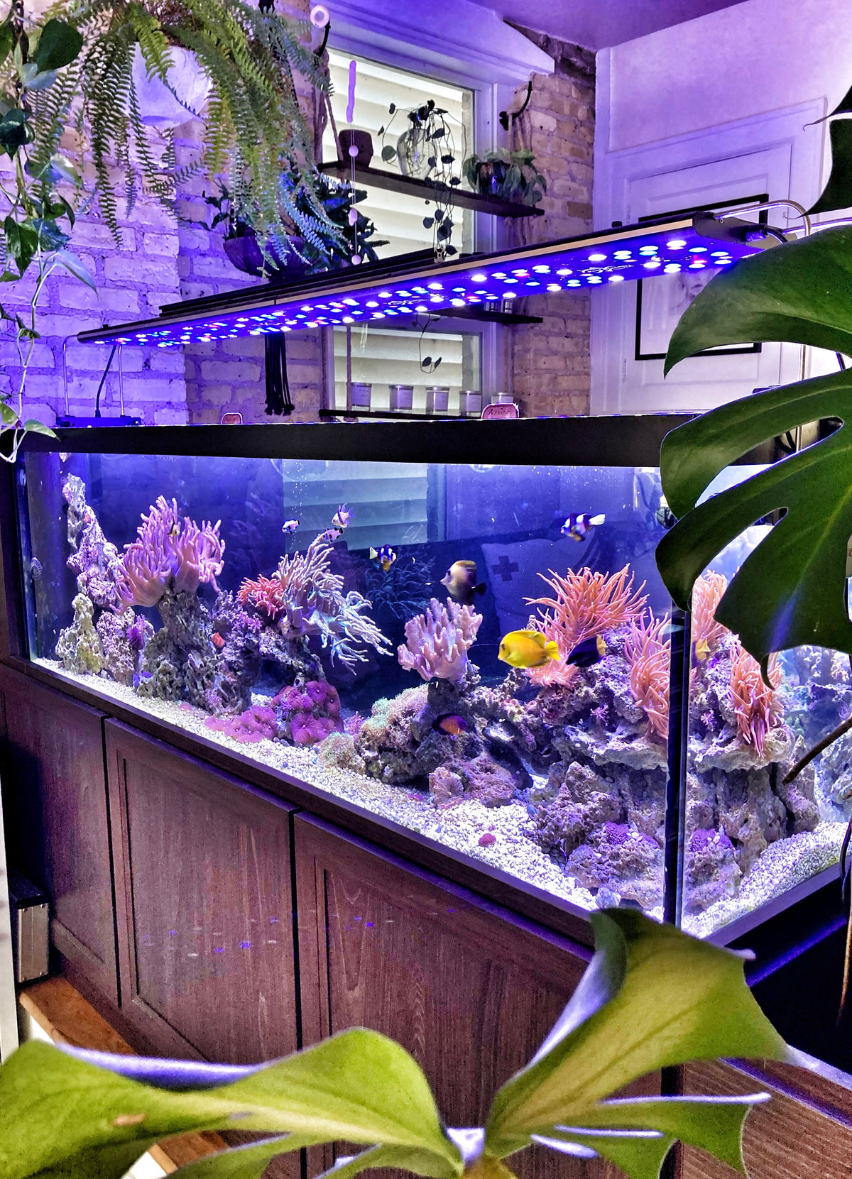 Large reef aquarium with colorful coral and fish