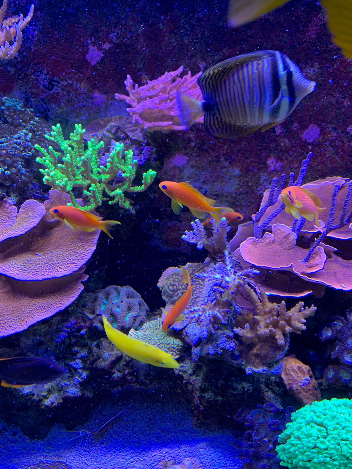 Healthy colorful coral reef maintained by Aquatic Compositions