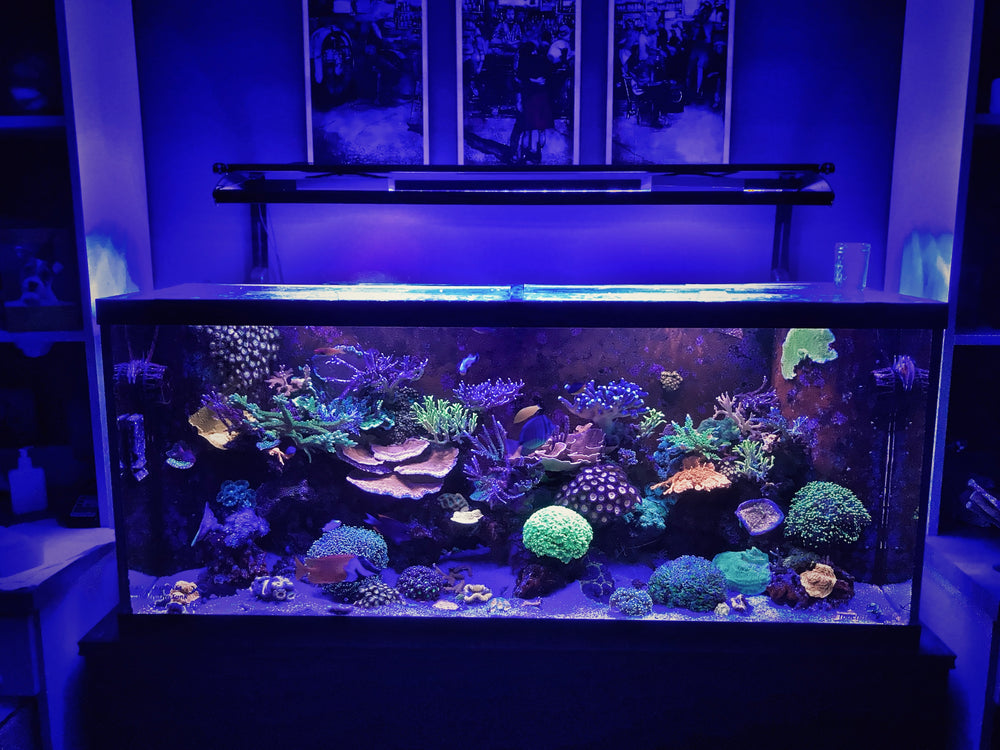 Healthy professionally managed reef aquarium