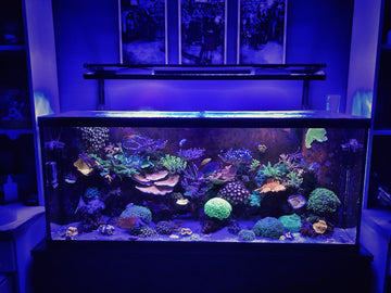Presentation-ready reef aquarium display
