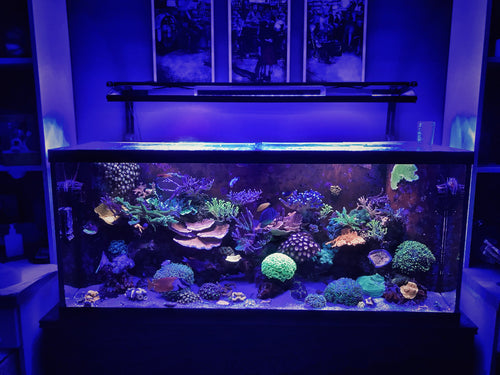 Reef aquarium inhabitants and coral